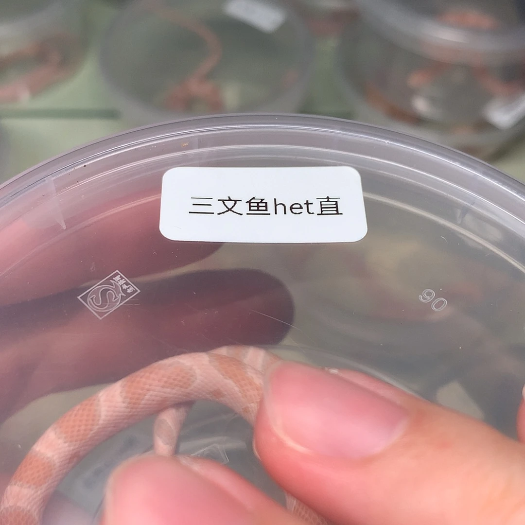 豹纹守宫三文鱼 het 直