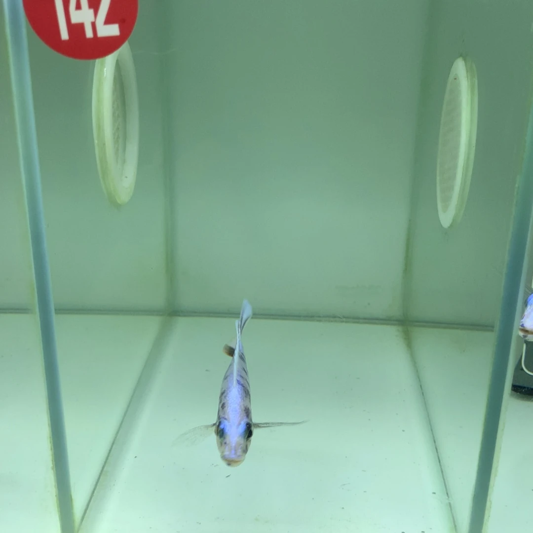 E***l慈鲷鱼142后雪兰亚拉ob