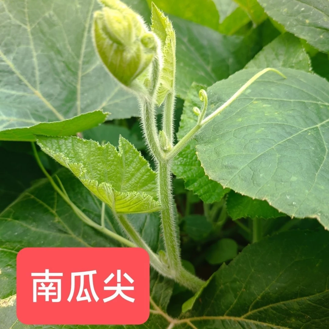 贵州开阳露天种植南瓜尖当季蔬菜现采现摘产地发货蒲公英新鲜