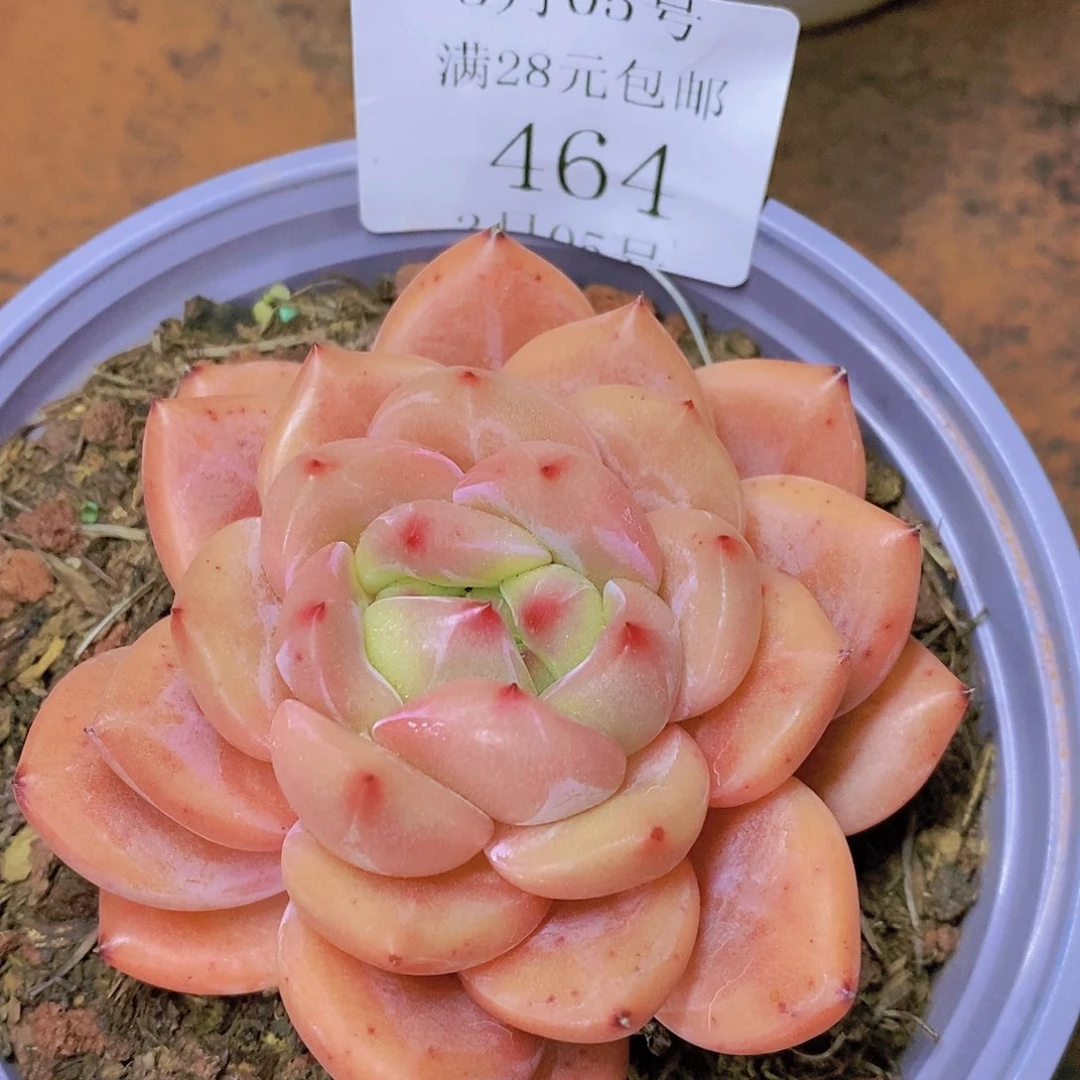 【闪购商品】云464