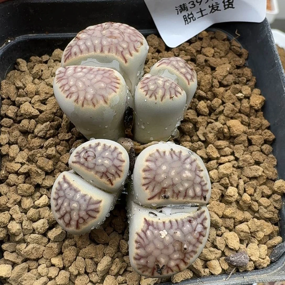 904多肉哈哈哈哈哈哈哈