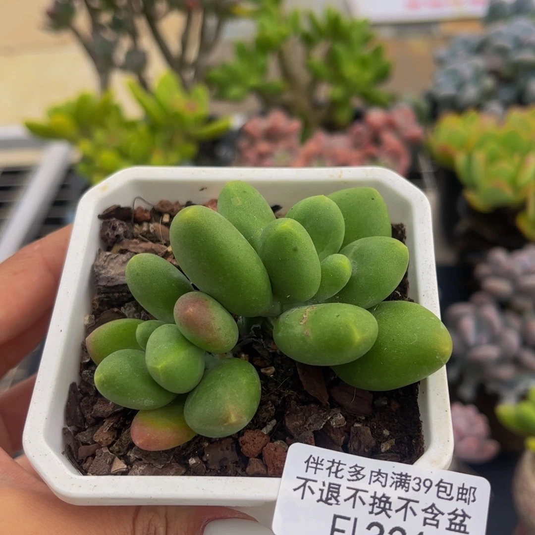 331-kk奶酪多肉6cm