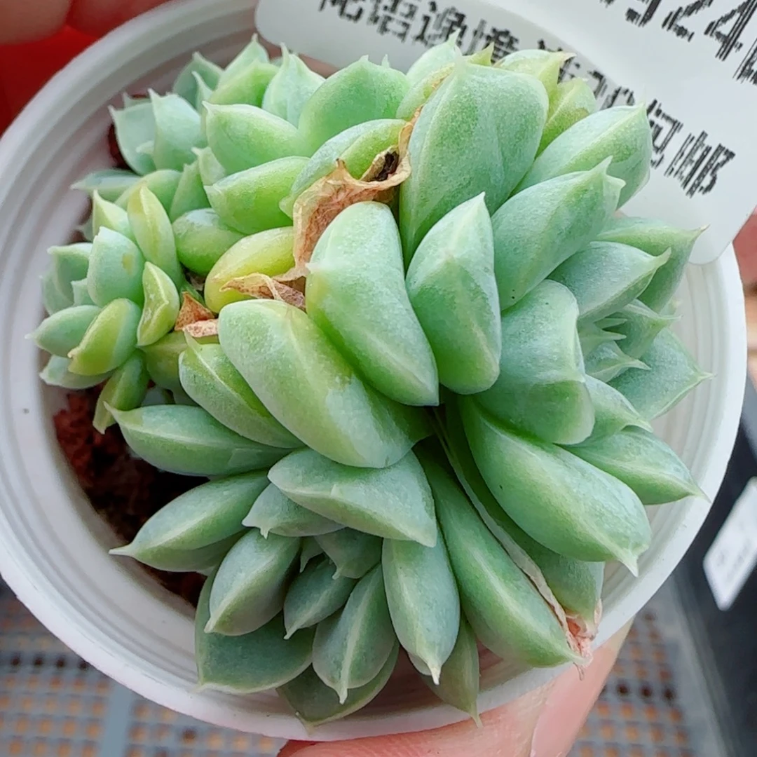 Y***礼花语逸镜0924-85三