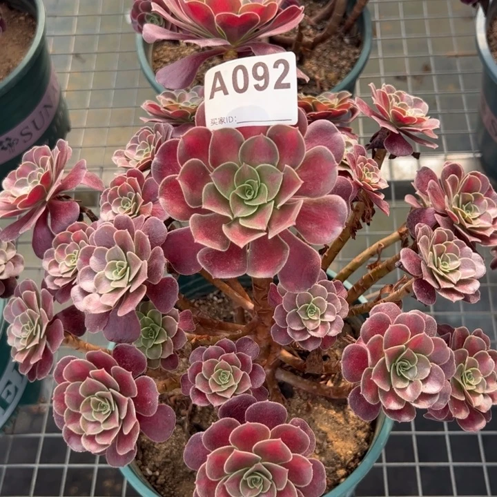 092红日26厘米左右