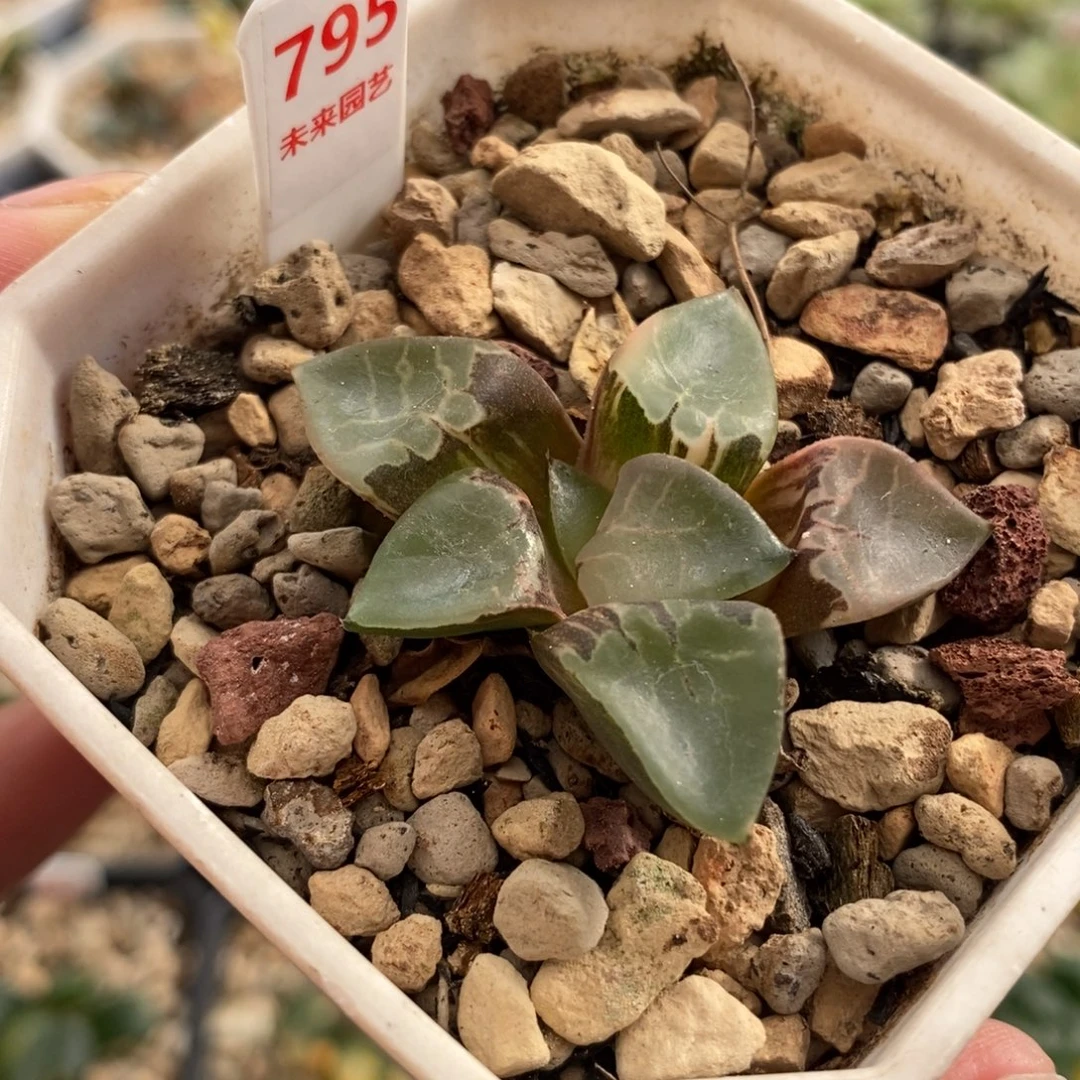 795火凤凰克锦一物一图