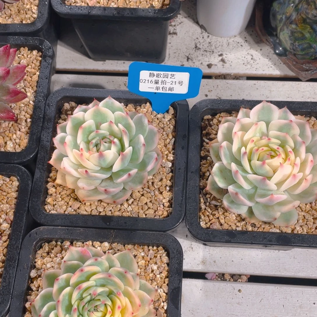 0216-21-吉娃娃锦福利一颗