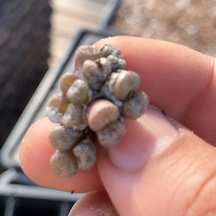 15599一颗康菩提