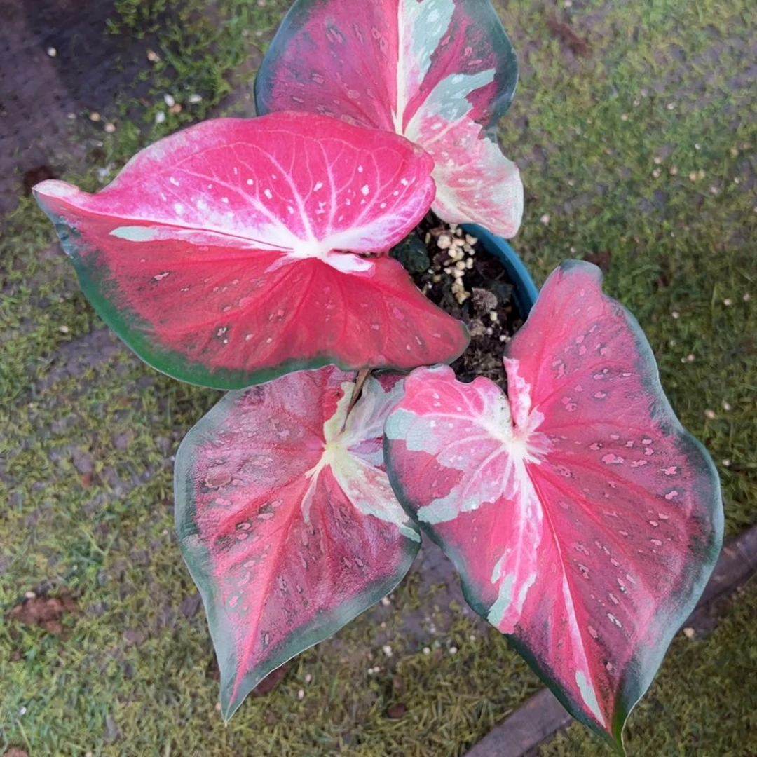 无花朵变异勋章泰彩34