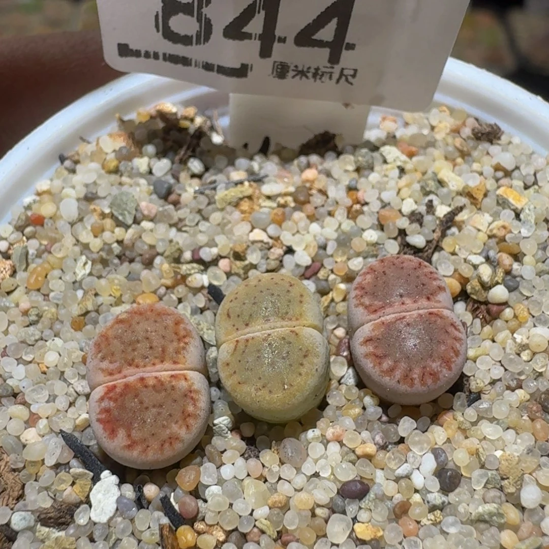 Ssss精品生石花844