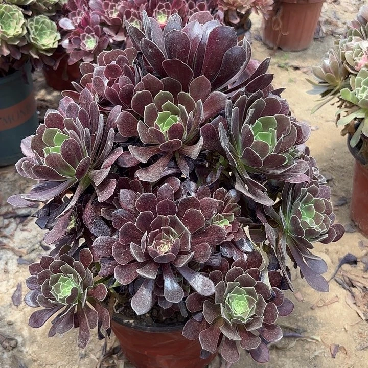 宝***】多肉植物欧若拉36