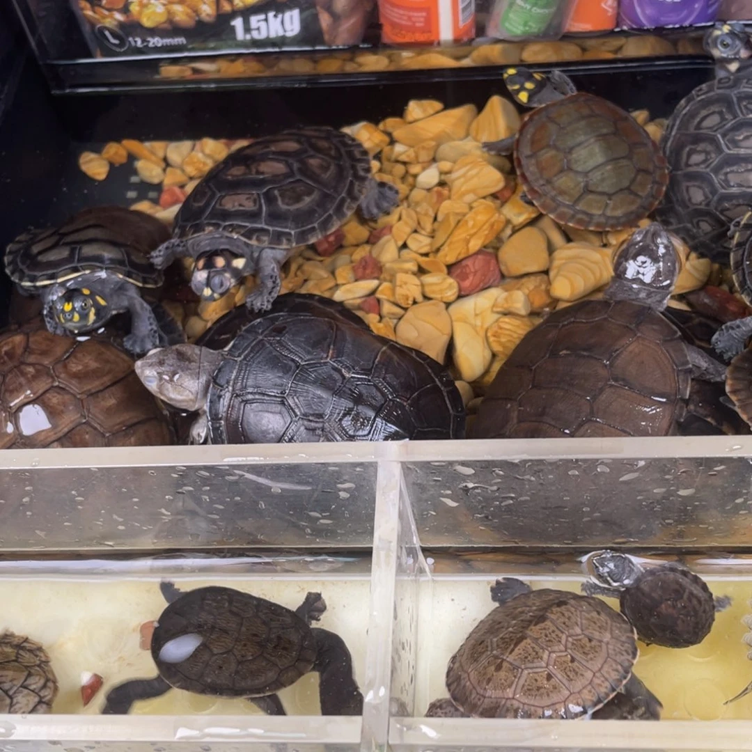 母绿毛龟*️点点滴滴打投吧我也