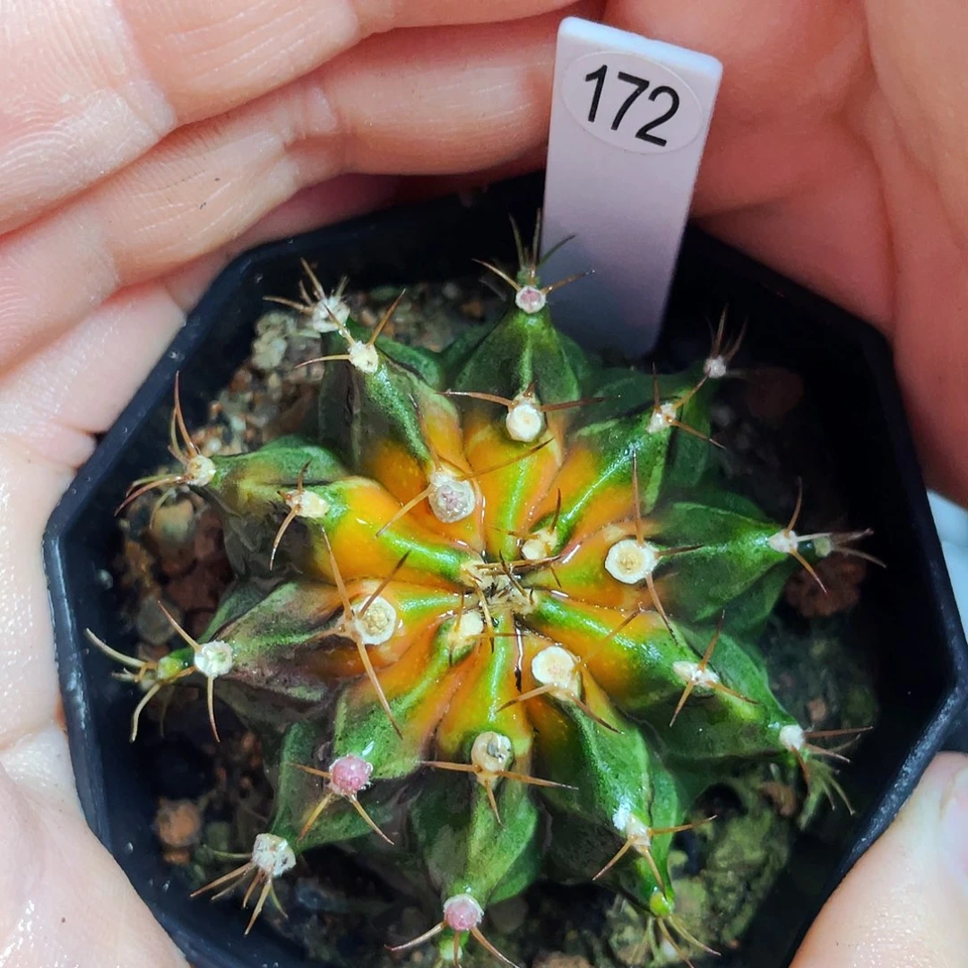 非偏远地区满25包邮仙人球裸根