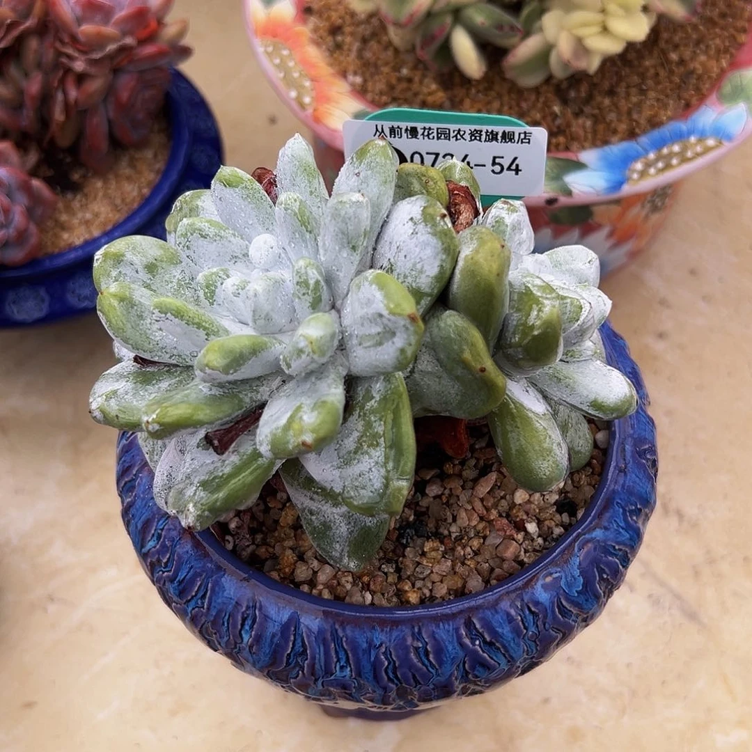 多肉一物一拍0724-54