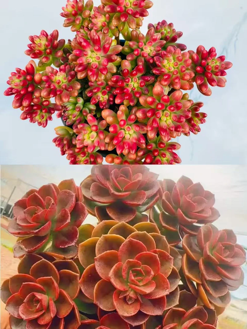 【转运珠+巧克力玫瑰】 带盆带土发 好养耐寒耐热多肉植物适合新手