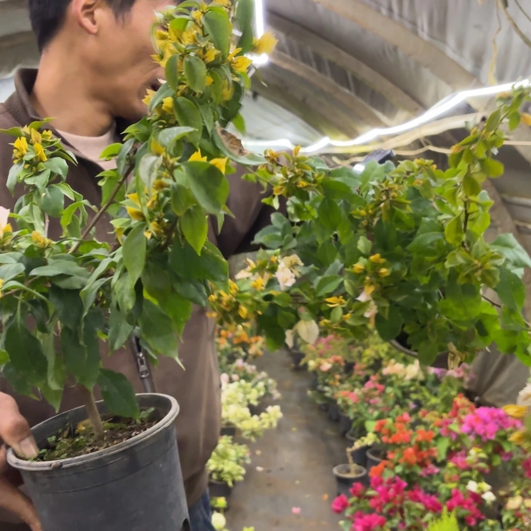 完全开放（月朦胧2号）三角梅会落花落叶会光杆苗有大有小