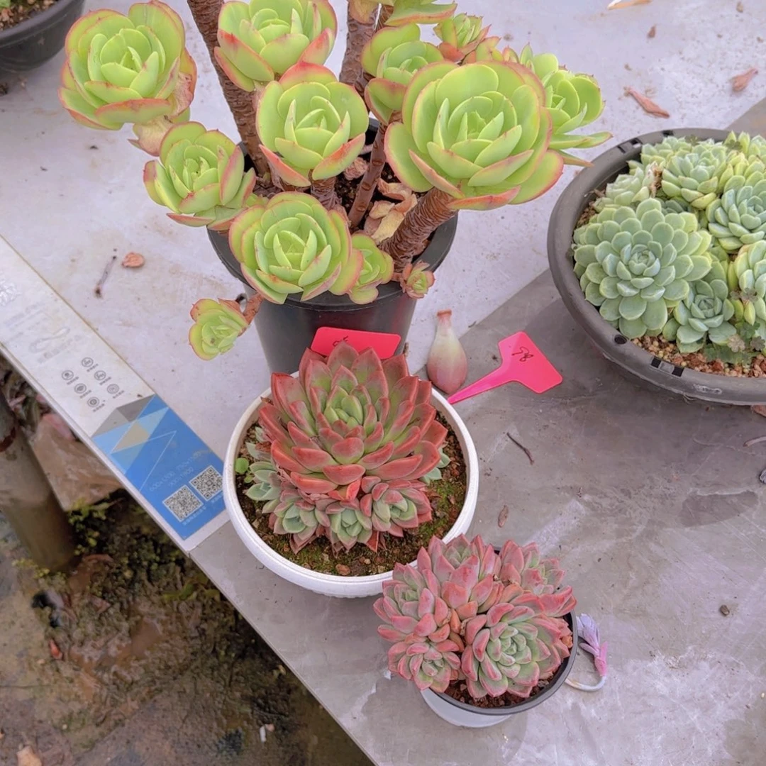 17碧桃多肉植物的生长