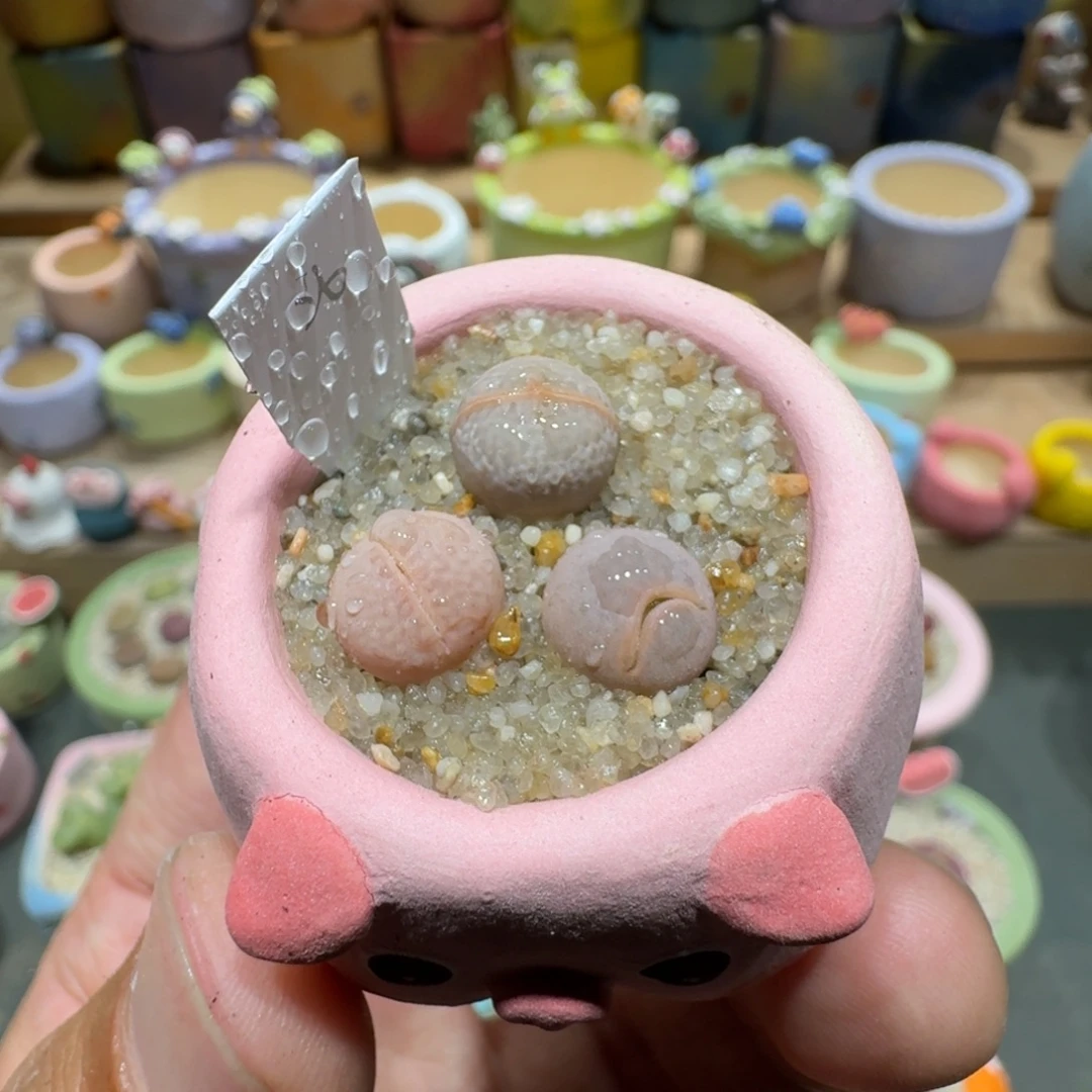 蘑菇1483高尔夫多肉植物