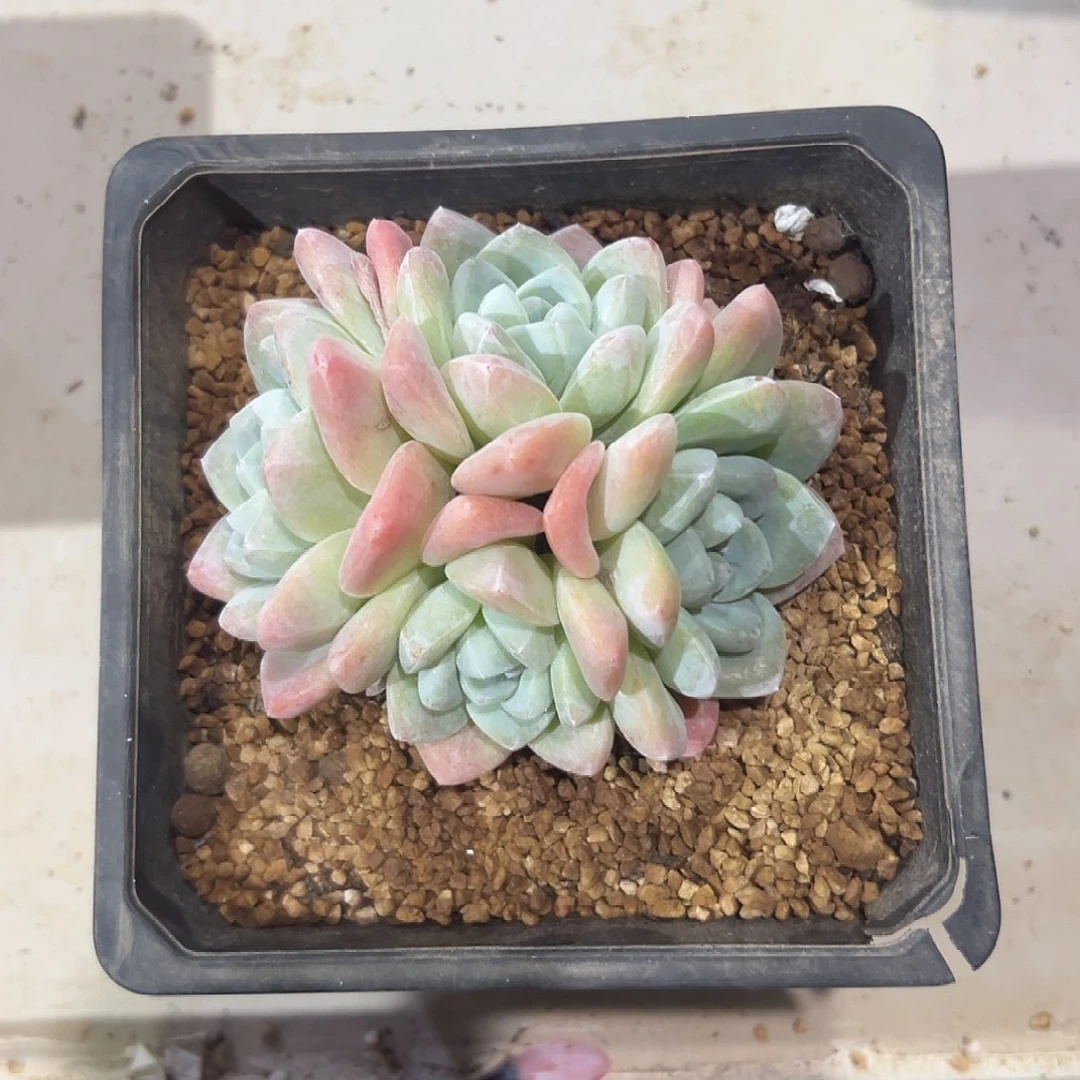 精品多肉 脱土发货