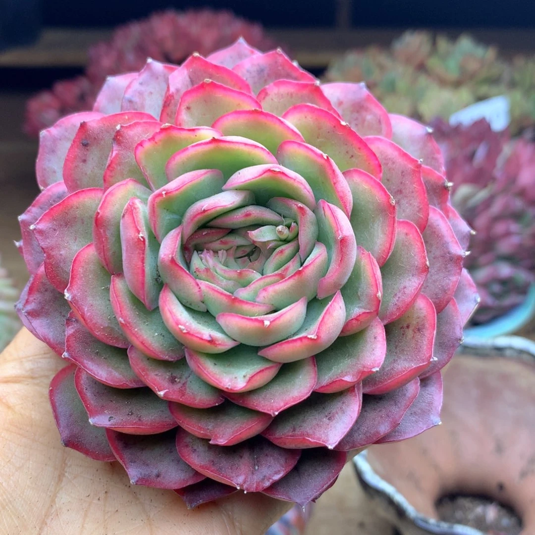 ?****?1343杂交多肉植物基地