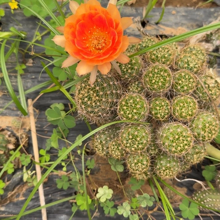 丽花仙人球群生567