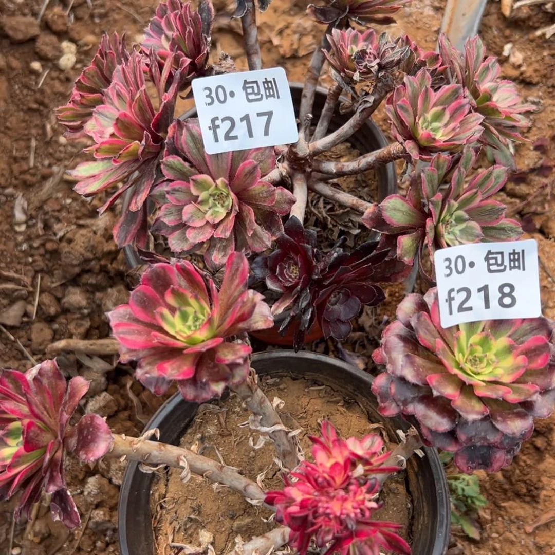 2颗多肉法师组合