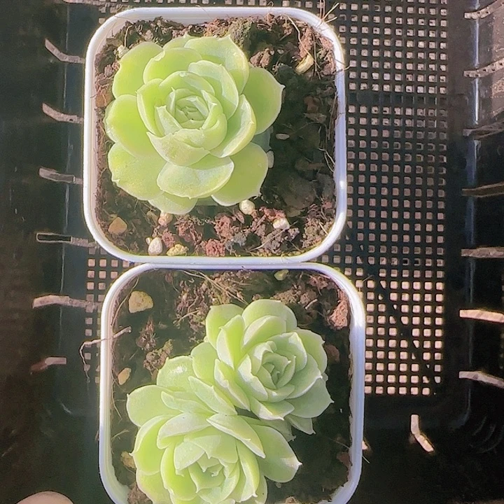 花时光精品多肉15