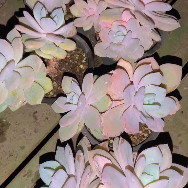 奶茶双头脱土发货