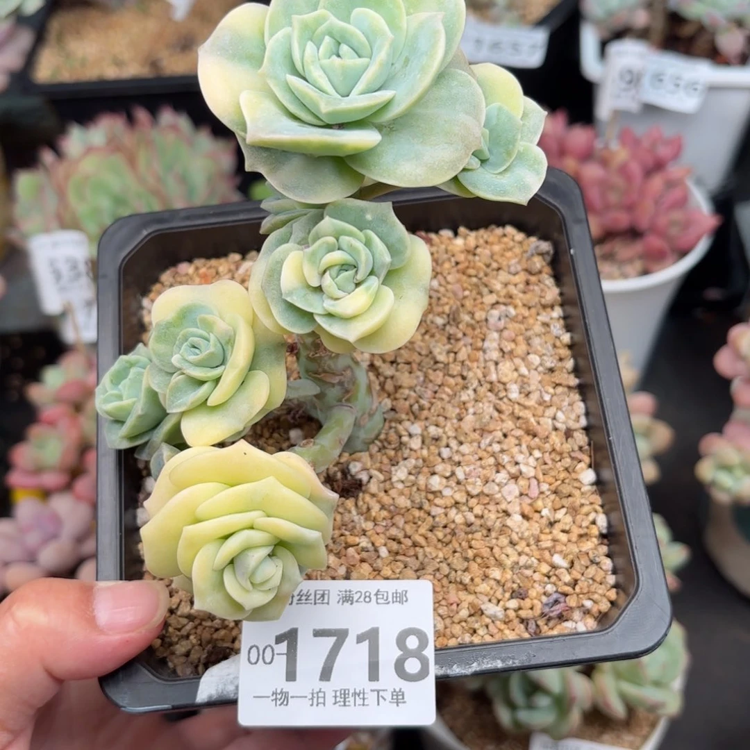 可爱玫瑰锦多肉多