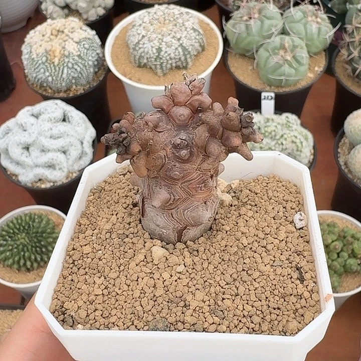 王***࿐蛮鬼塔仙人球12435