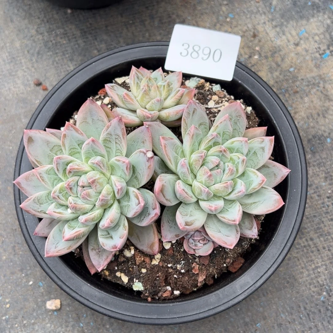 菲**贝3890多肉多多多多