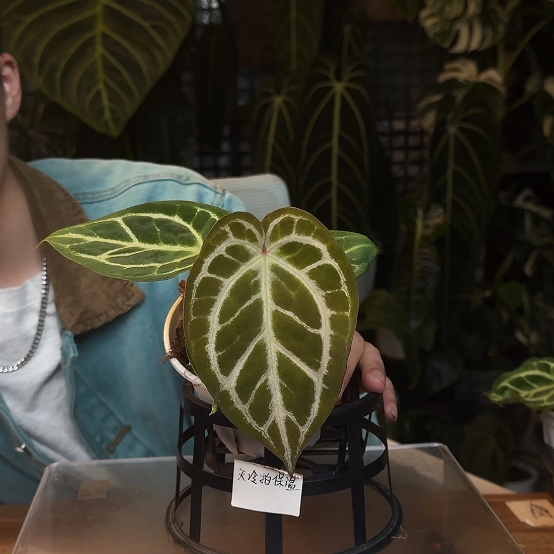 完全开放Q179极品小钻石杂银色闪光