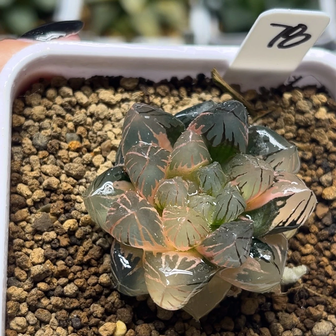 78糊斑趋势龙爪玉露锦福利专场