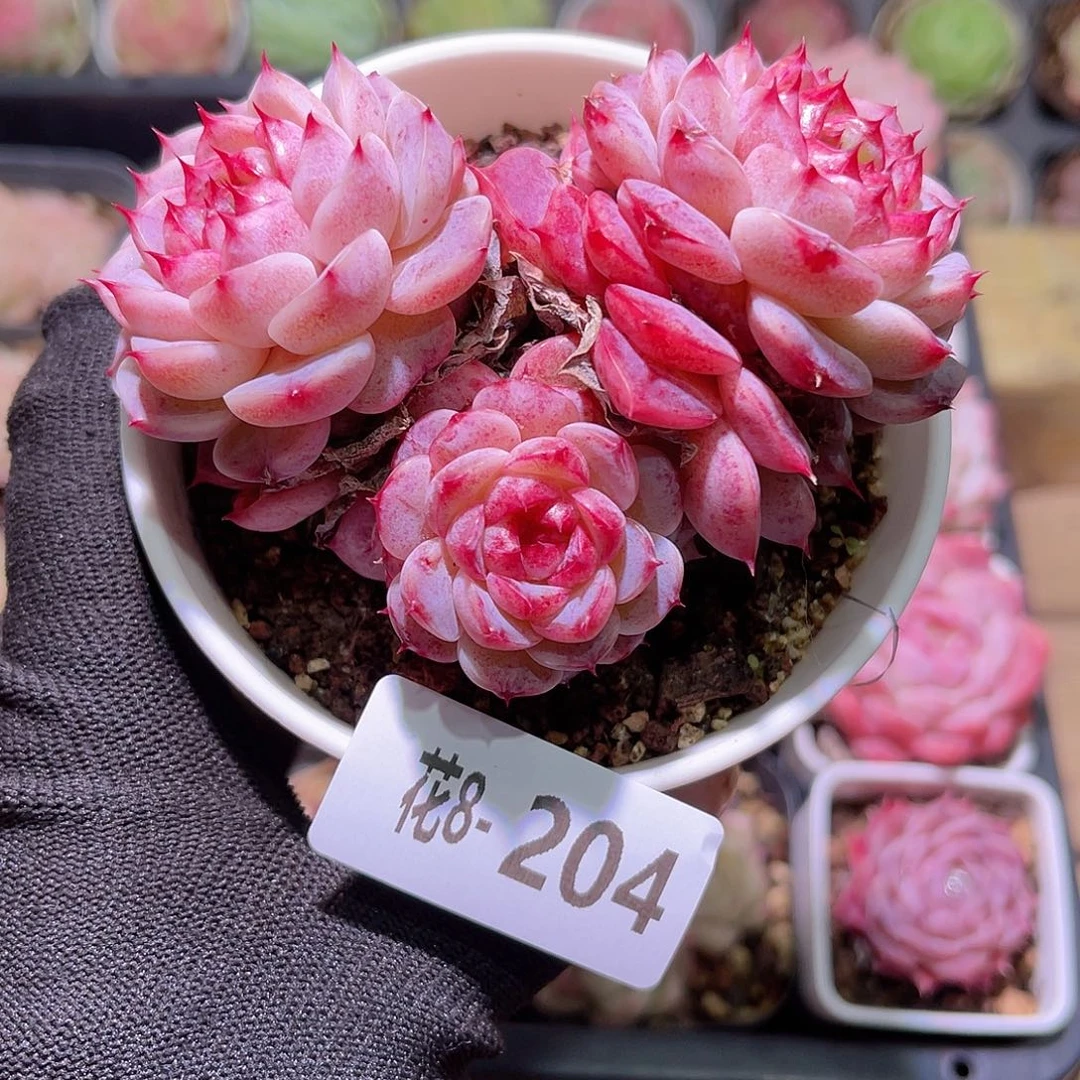 花08-204天鹅绒三头