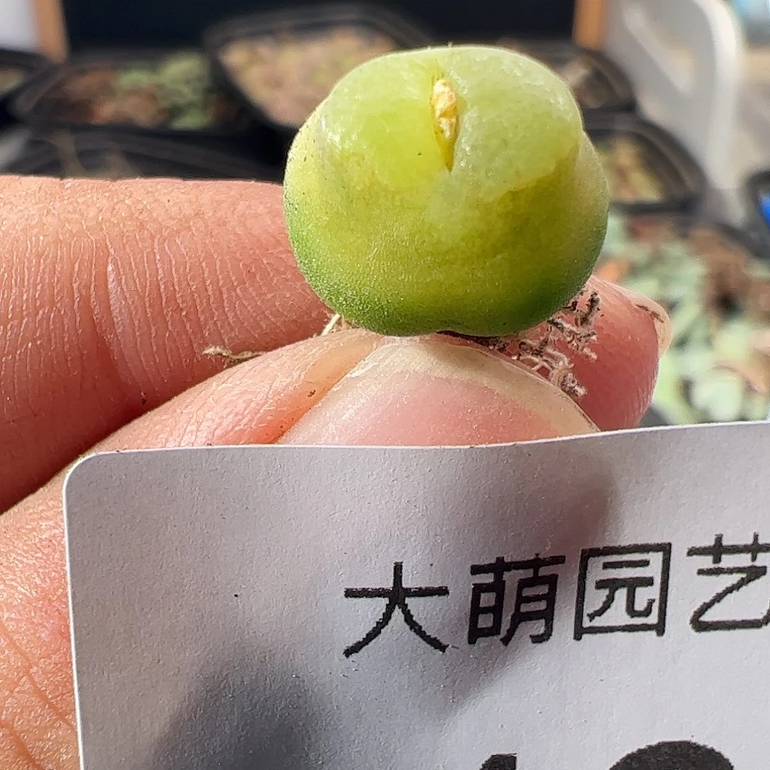 一物一拍。         46