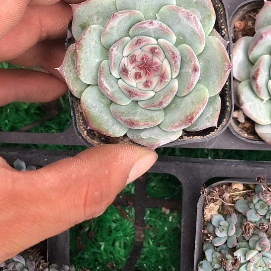 吉娃娃#随机发哦……随机