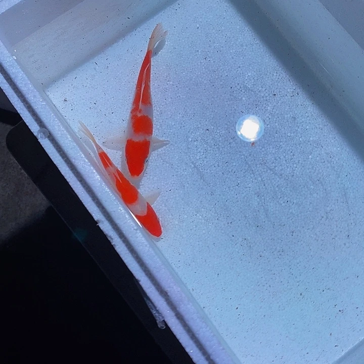 锦鲤锦鲤活鱼开箱包活