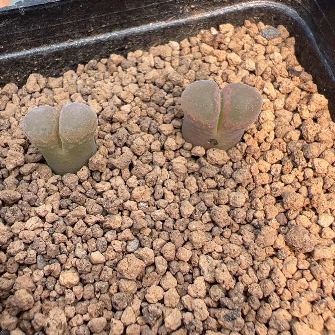 24-171量拍PV1089鲑鱼粉风铃一颗