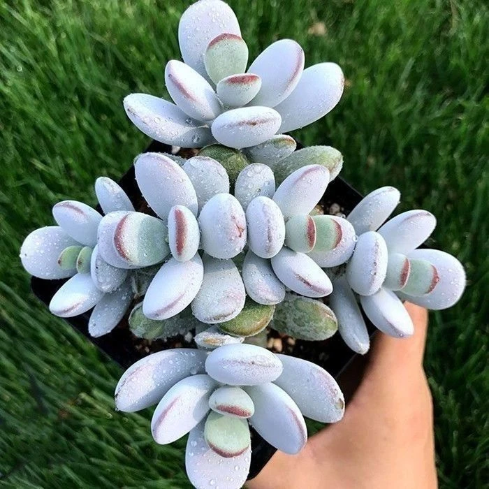 2王小二乒乓福娘  全店多肉任意拍满2单发货 拍满5单送一包吡虫啉