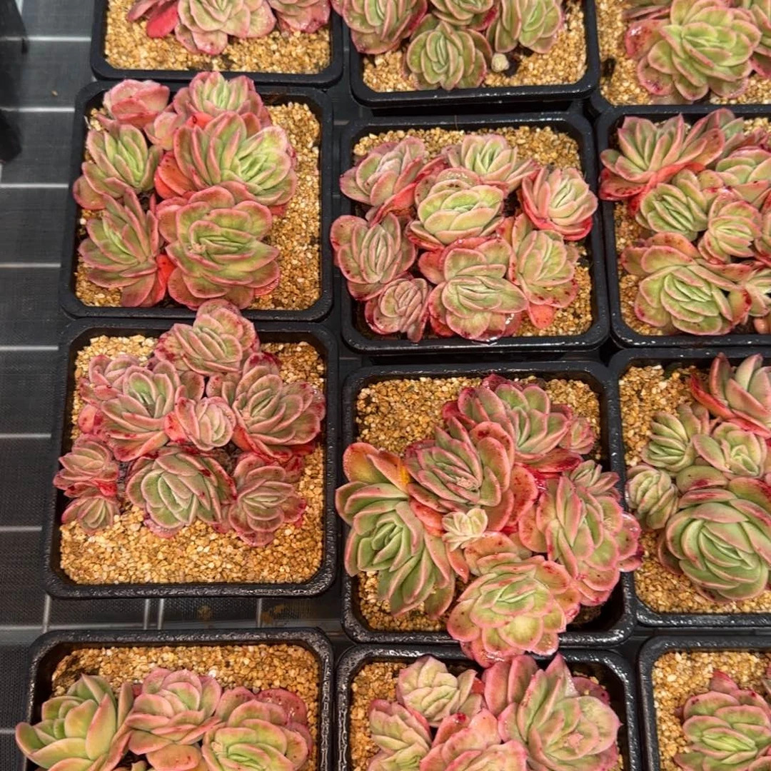 从前慢花园精选多肉冰玫瑰锦中号