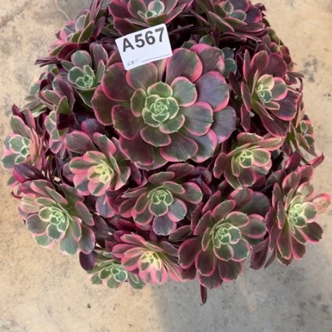 皓*567金丝雀35厘米左右