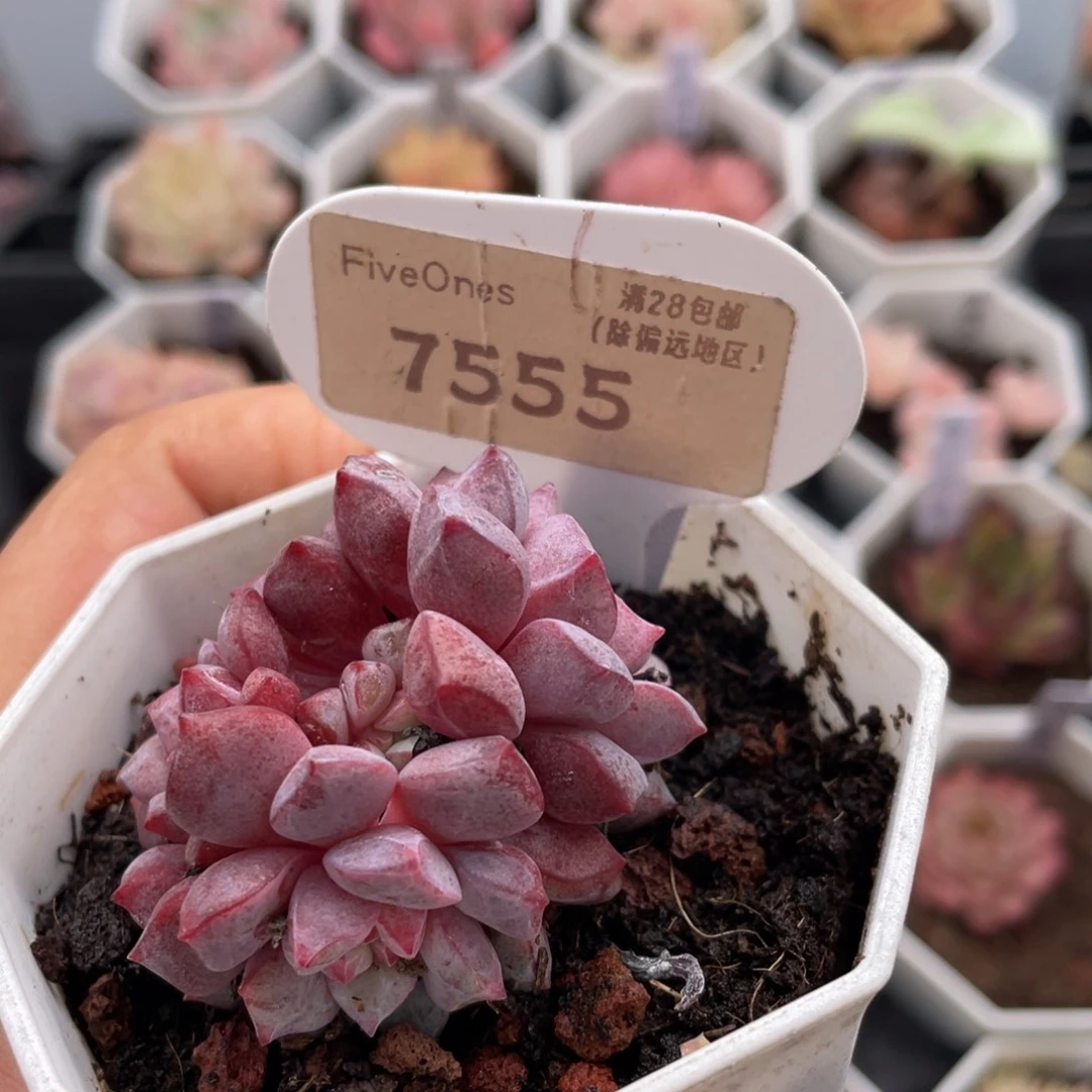 蓝宝石7555-4.5厘米