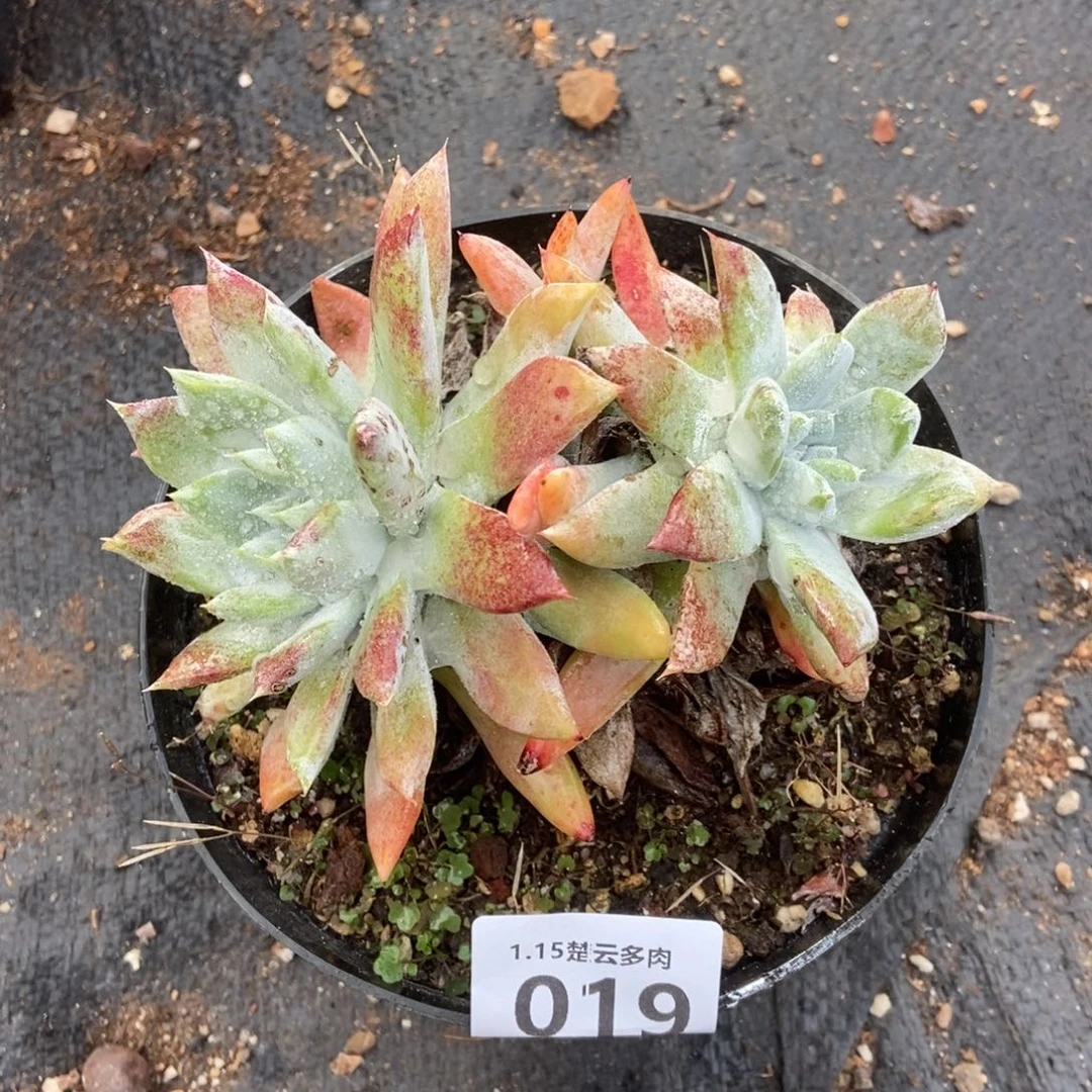 019阿金尼多肉植物