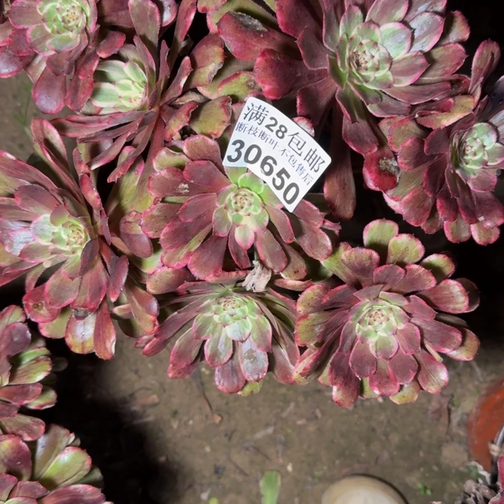 30650水墨画多肉植物