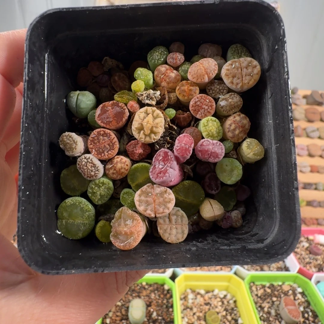 彩混切糕带盆。