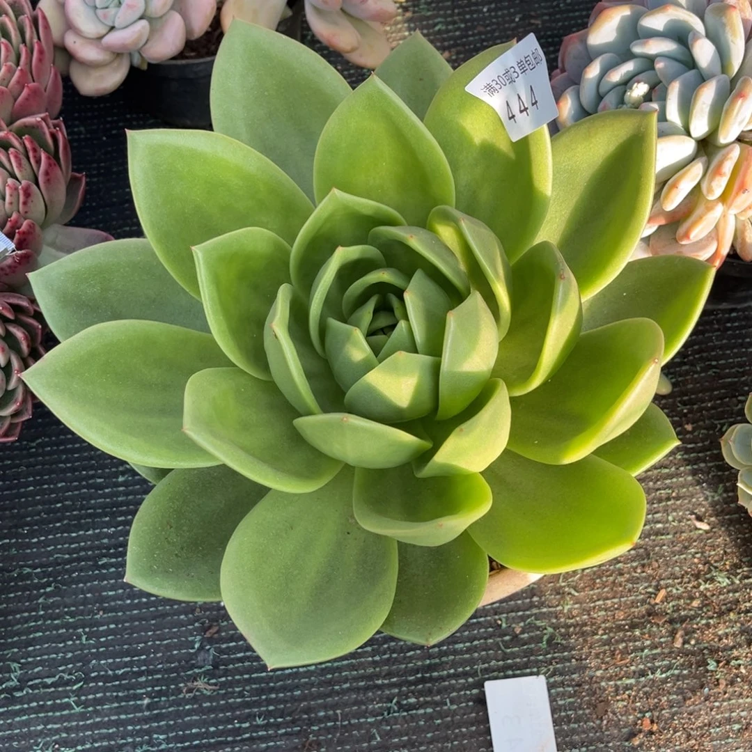 444翠花多肉植物～