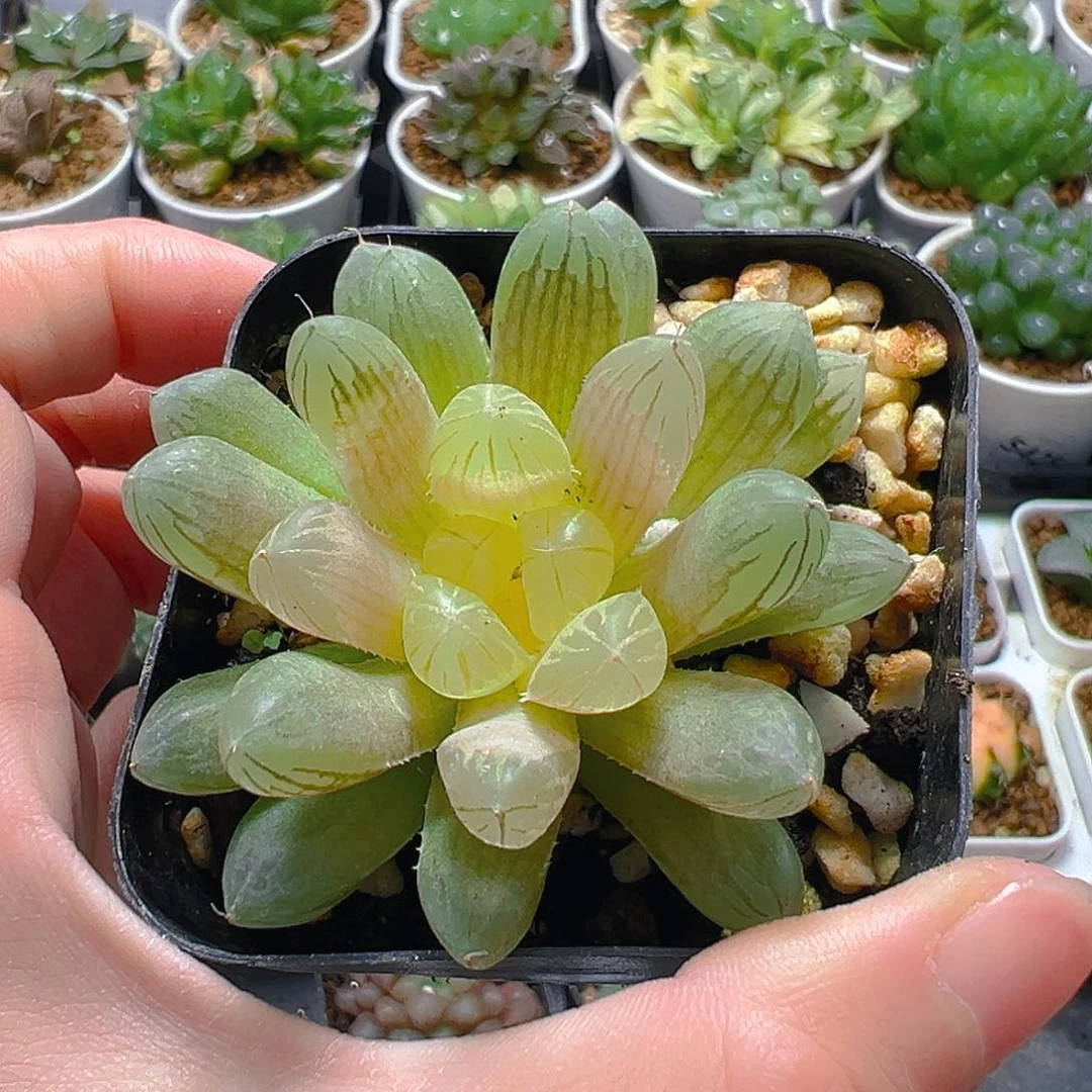 琥珀玉露多肉植物一颗