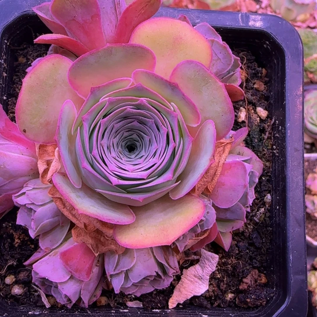 青*福利15555665365655655685688