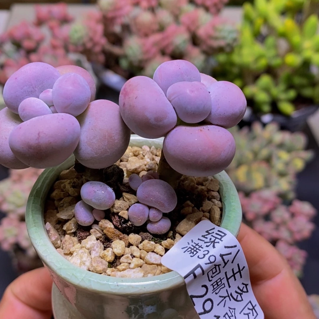 291芭比奶酪6cm多肉