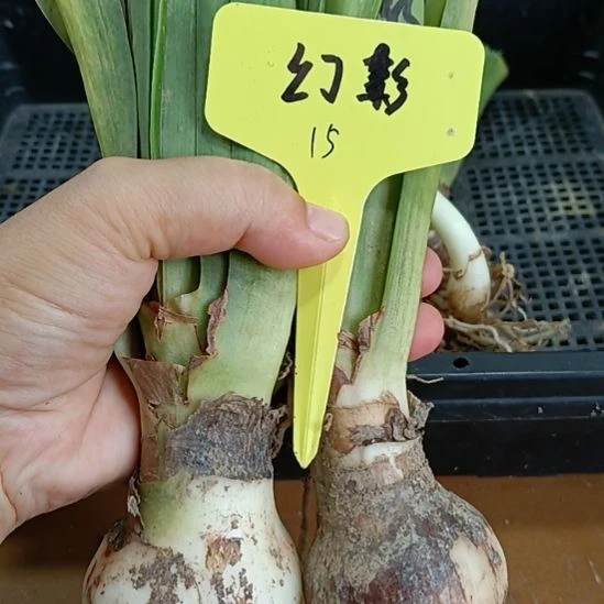 无花朵幻影2个4+裸球发货
