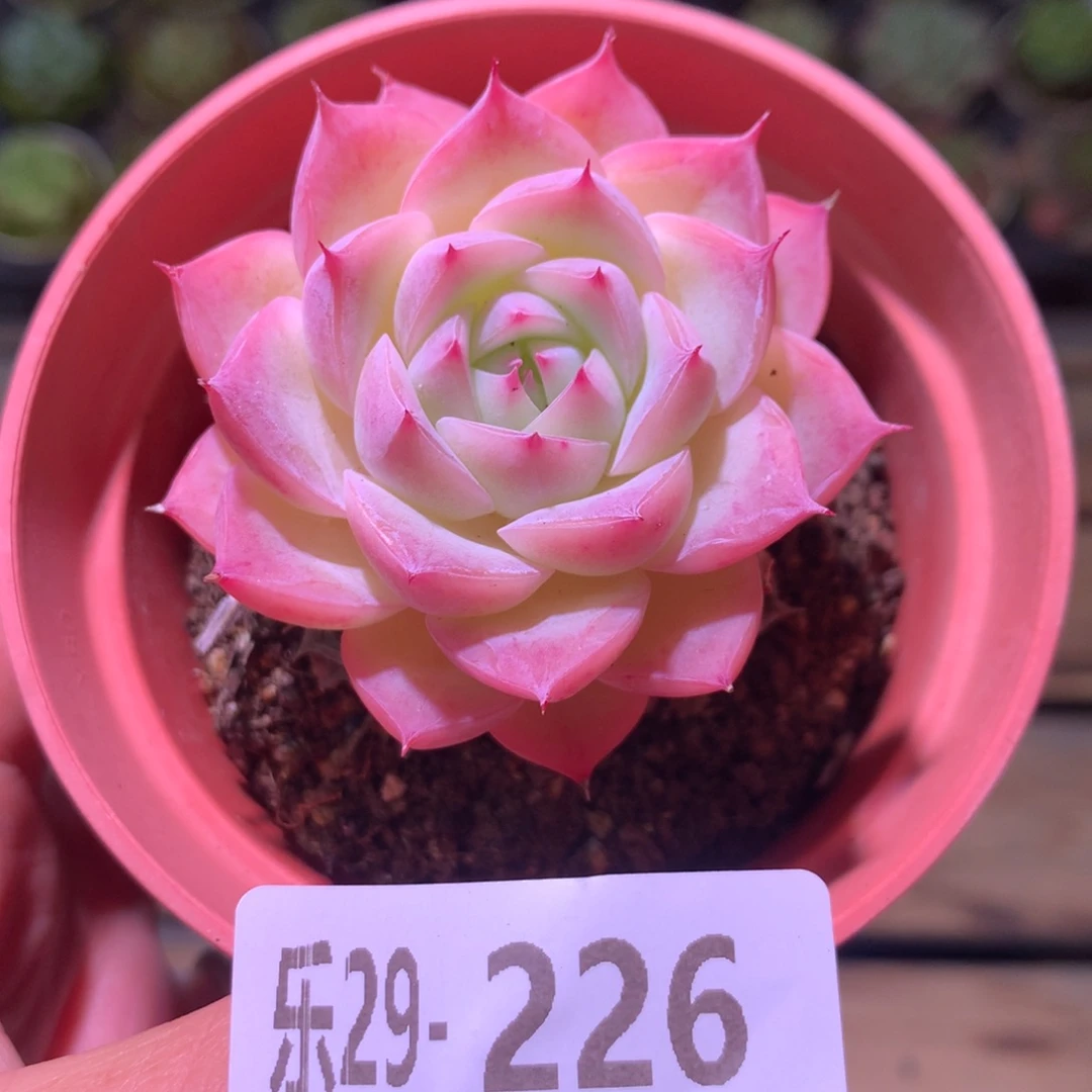 乐然29-226 粉水晶